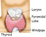 Location of thyroid gland in throat